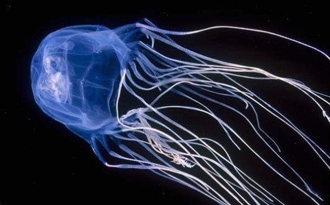 Animales asesinos: las medusas, puesto 8