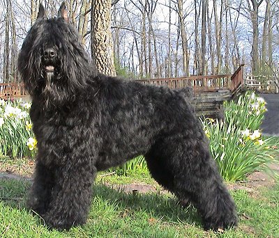 Mis razas favoritas de perros: Bouvier des Flanders, Brussels griffon, Dechshund, English Cocker Spaniel