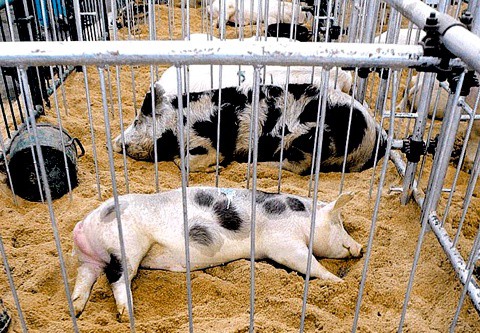 Por la Gripe A organizan una feria rural sin cerdos