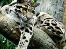 Encuentran leopardos que se creían extintos