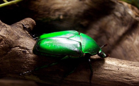 Lo último en alta tecnología: escarabajos verdes