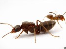 Una mega colonia de hormigas conquista el mundo