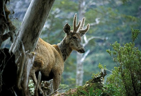 La triste agonía del Huemul