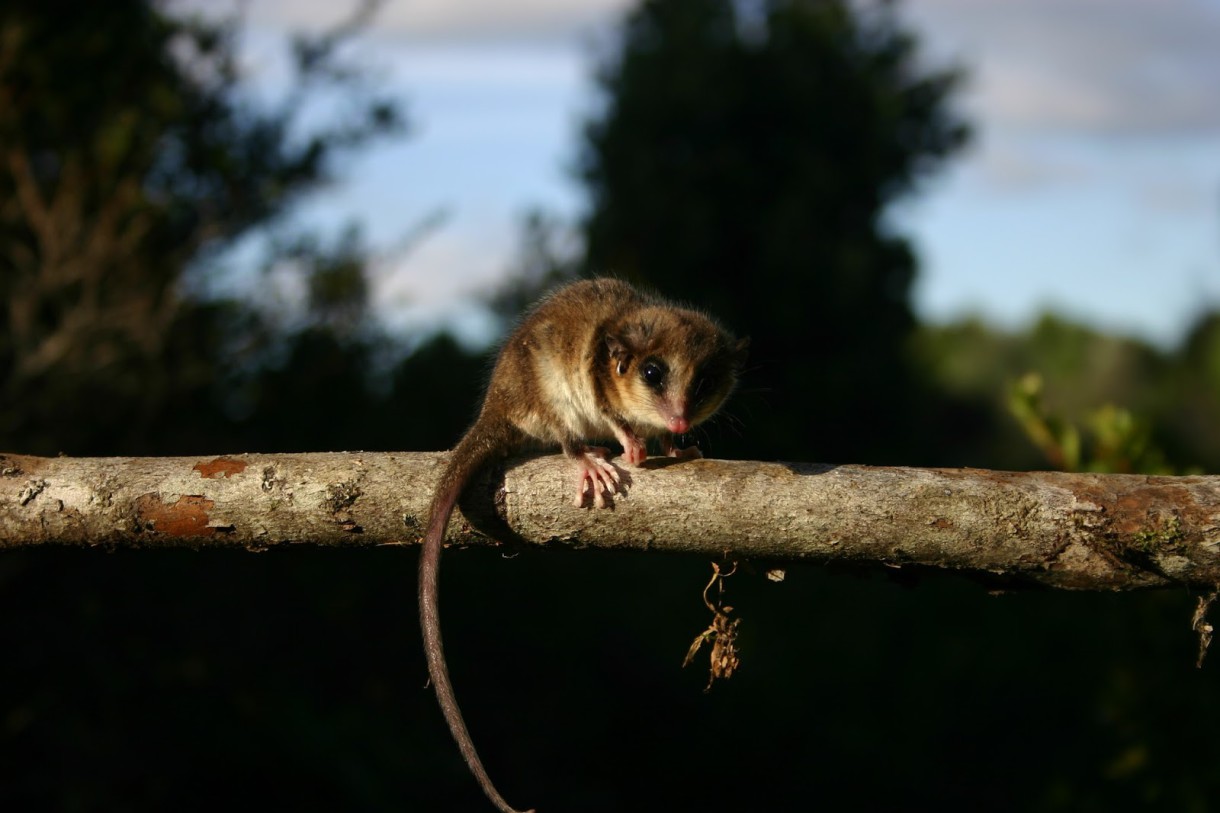 Un fósil viviente en Chile, el Monito de monte