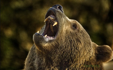 Aumenta la población de osos en la cordillera Cantábrica