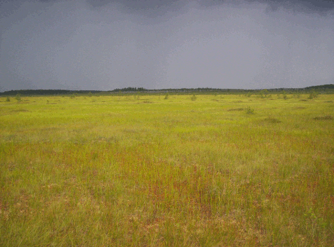 Zapovednik, la zona restringida