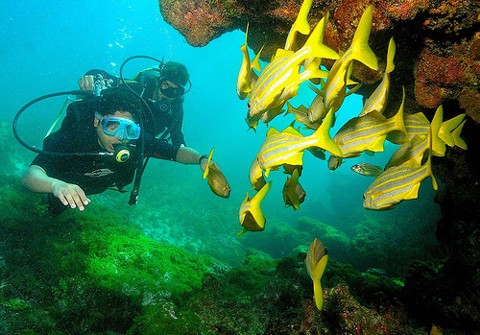 Peces en Brasil amenazados de extinción