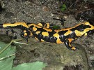 Revelan cómo las salamandras regeneran sus miembros amputados