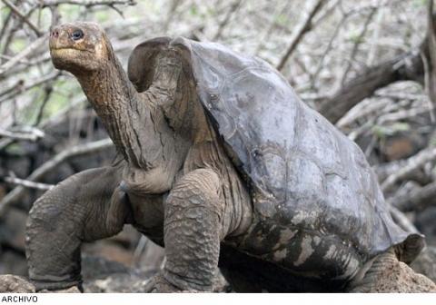 La última tortuga gigante