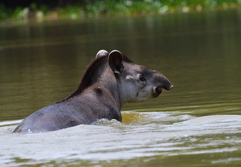 El día que, silbando, el Tapir salió de noche