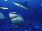 Animales asesinos: el tiburón blanco, puesto 10