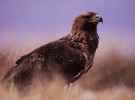 Muere en Gran Bretaña el Águila Real más antigua