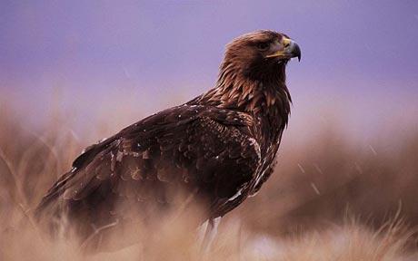 Muere en Gran Bretaña el Águila Real más antigua