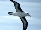 Albatros errantes