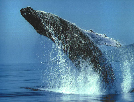 Cae la caza de ballenas en Noruega