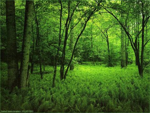 Investigación de el rol de los bosques en el cambio climático