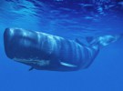 Grave riesgo para los cachalotes en el Estrecho de Gibraltar
