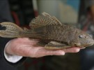 En Colombia encuentran un nuevo pez. El pez Graso