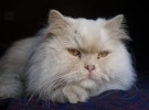 El gato persa, un aristócrata