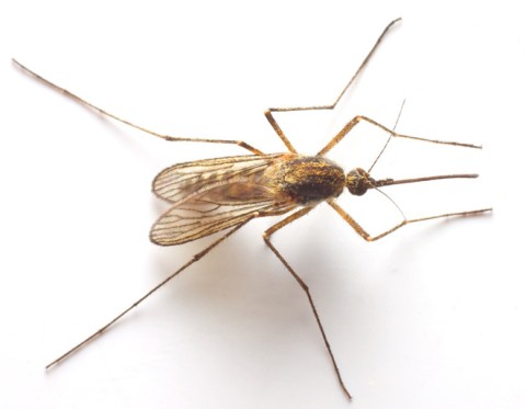 Animales asesinos: el mosquito hembra, puesto 1