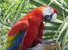 Nuevos papagayos en Loro Parque Fundación