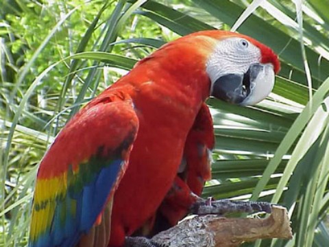 Nuevos papagayos en Loro Parque Fundación