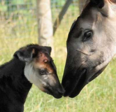 Un okapi nacido en cautiverio