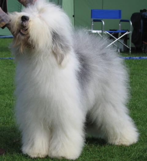 Mis razas favoritas: Old English Sheepdog, Papillon, Pug, Samoyed, Rottweiler