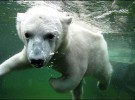 Los osos polares se están encogiendo