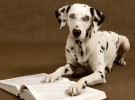 Perros Inteligentes: ¿son más inteligentes de lo que se creía?