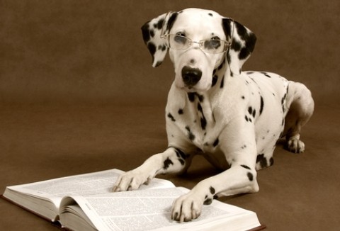Perros Inteligentes: ¿son más inteligentes de lo que se creía?
