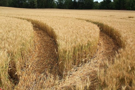 Nuevo planteamiento a la producción alimenticia en Reino Unido