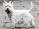 Mis razas favoritas: West highland white terrier, Wire fox terrier, Welsh terrier, Yorkshire terrier