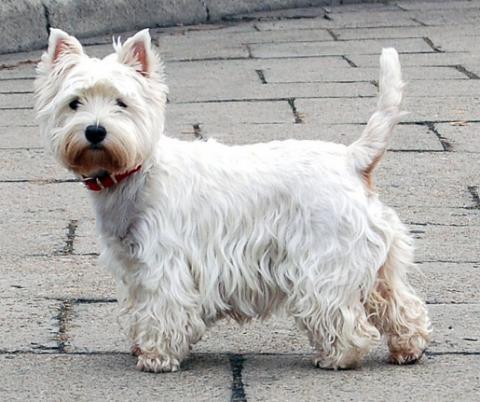 Mis razas favoritas: West highland white terrier, Wire fox terrier, Welsh terrier, Yorkshire terrier