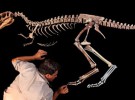 Tiranosaurio Rex: descubren a su mini abuelo