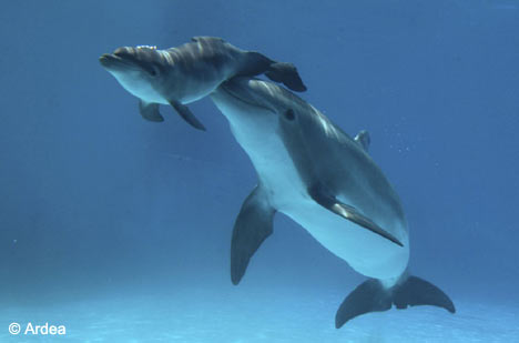 Las crías de orcas y delfines no duermen durante el primer mes