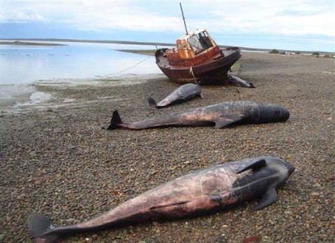 Ballenas murieron varadas en la costa patagónica