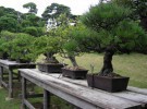Los bonsai, esos pequeños grandes árboles