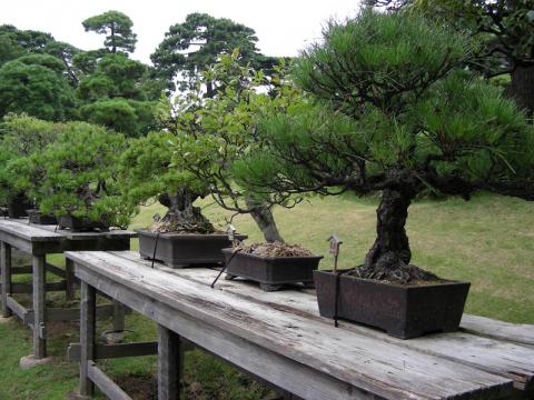 Los bonsai, esos pequeños grandes árboles