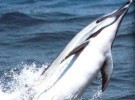 Avistan un delfín en las playas de Tarragona