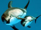 Las crías de orcas y delfines no duermen durante el primer mes