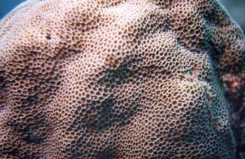 Nuevas especies de coral en las Galápagos