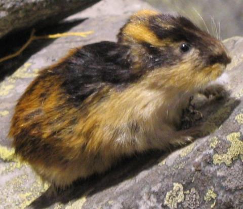 El lemming o conejo del norte de Noruega