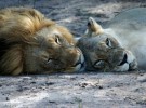 Podría prohibirse la caza deportiva de leones en Sudáfrica