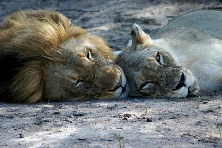 Podría prohibirse la caza deportiva de leones en Sudáfrica