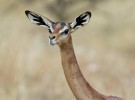 El Gerenuk o la gacela jirafa