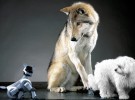 Los lobos más ‘inteligentes’ que los perros