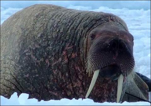 La popular historia natural . La zoología. La morsa. 25. La morsa