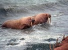 Morsas huyen del derretimiento del Ártico