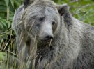 El oso grizzly vuelve a estar en peligro